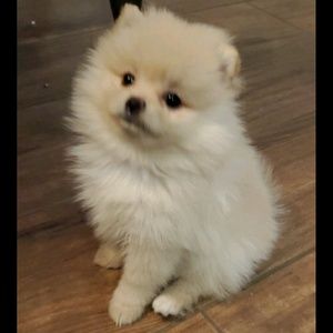 Meet your Posher, Adriana